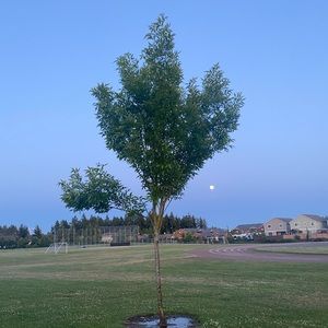 Meet your Posher, Evelyn